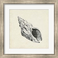 Framed 'Seashell Pencil Sketch II' border=