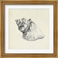 Framed 'Seashell Pencil Sketch IV' border=