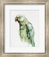 Framed 'Bright Parrot Portrait I' border=