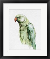 Framed 'Bright Parrot Portrait I' border=