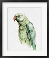 Bright Parrot Portrait I Framed Print