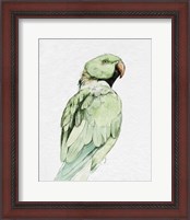 Framed 'Bright Parrot Portrait II' border=