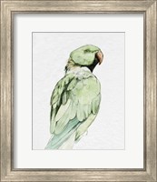 Framed 'Bright Parrot Portrait II' border=