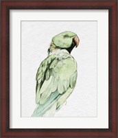 Framed 'Bright Parrot Portrait II' border=