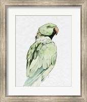 Framed 'Bright Parrot Portrait II' border=