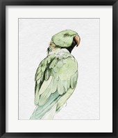 Framed Bright Parrot Portrait II