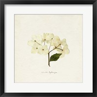 Cornales Hydrangea II Framed Print