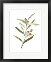 Framed Sweet Olive Branch II