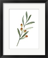 Framed Sweet Olive Branch IV