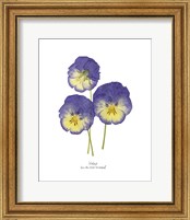 Framed 'Pressed Violas I' border=