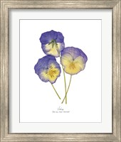 Framed 'Pressed Violas II' border=