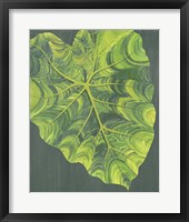 Framed 'Elephant Ears I' border=