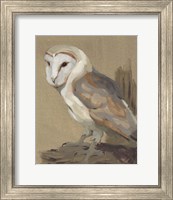 Framed 'Common Barn Owl Portrait II' border=