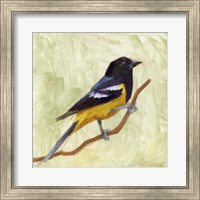 Framed 'Backyard Birds I' border=