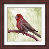 Framed 'Backyard Birds II' border=