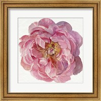 Framed 'Blossomed Peony II' border=