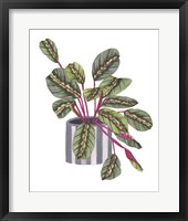 Prayer Plant I Framed Print