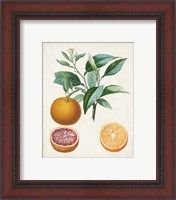 Framed 'Orange de Malte' border=