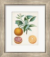 Framed 'Orange de Malte' border=