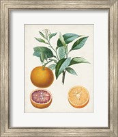 Framed 'Orange de Malte' border=