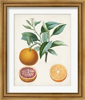 Framed 'Orange de Malte' border=