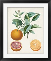 Framed 'Orange de Malte' border=