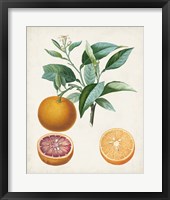 Framed Orange de Malte