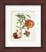 Framed 'Grenadier a fruit doux' border=