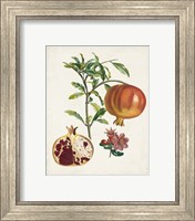 Framed 'Grenadier a fruit doux' border=