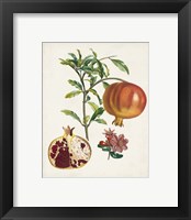 Framed 'Grenadier a fruit doux' border=