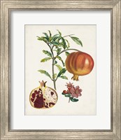 Framed 'Grenadier a fruit doux' border=