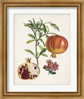 Framed 'Grenadier a fruit doux' border=