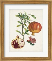 Framed 'Grenadier a fruit doux' border=