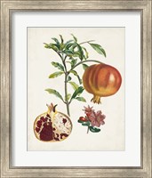 Framed 'Grenadier a fruit doux' border=