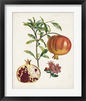 Framed 'Grenadier a fruit doux' border=