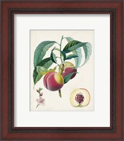 Framed 'Belle Bauce' border=