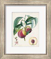 Framed 'Belle Bauce' border=