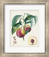 Framed 'Belle Bauce' border=