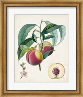 Framed 'Belle Bauce' border=