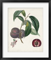 Peche Cardinale Framed Print