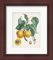 Framed 'Abricot- Peche' border=