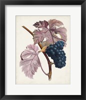 Framed 'Raisin de Ceinlurier' border=