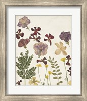 Framed 'Pressed Flower Arrangement IV' border=