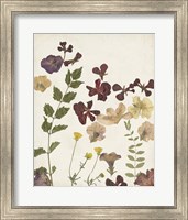 Framed 'Pressed Flower Arrangement V' border=