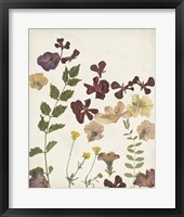 Framed 'Pressed Flower Arrangement V' border=