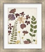 Framed 'Pressed Flower Arrangement VI' border=