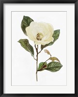 White Blossom VII Framed Print