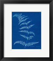 Framed 'Cyanotype Ferns I' border=