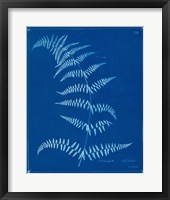 Framed 'Cyanotype Ferns I' border=