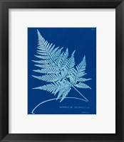 Framed 'Cyanotype Ferns II' border=